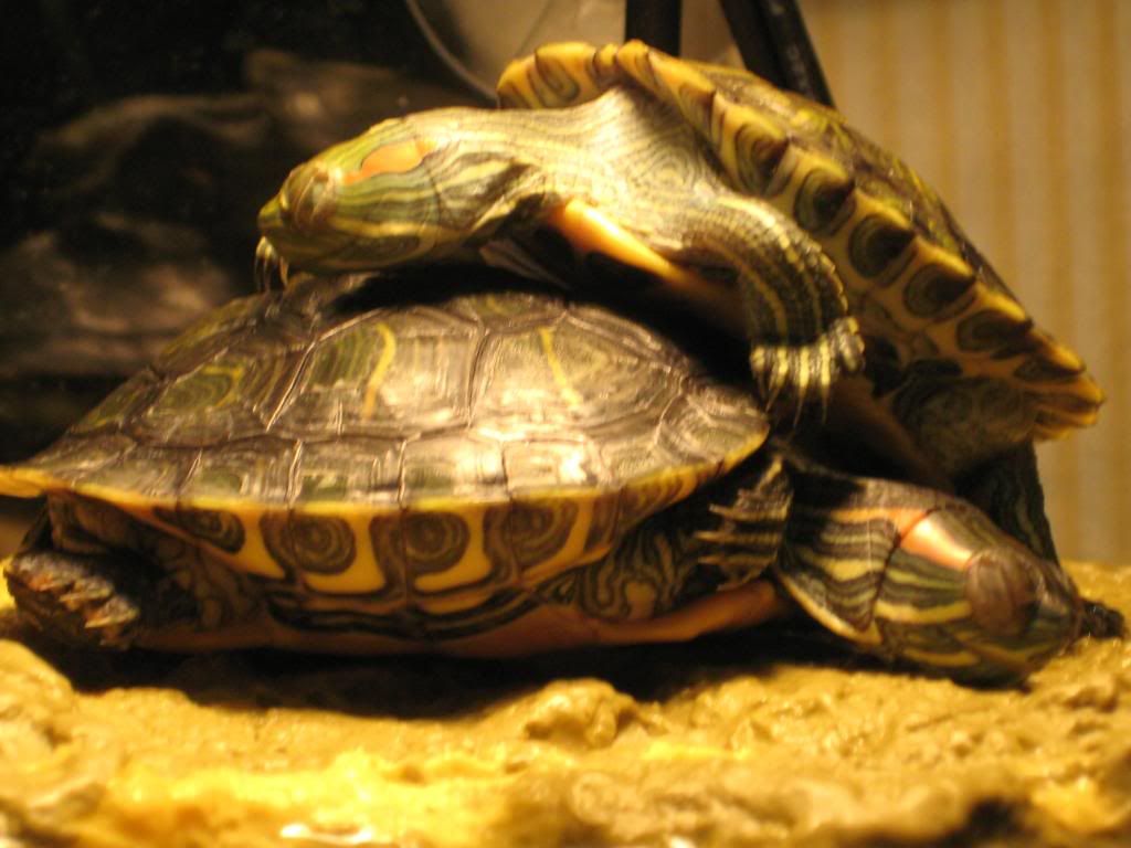 Redearslider.com :: View topic - Sleeping turtles and a little bit of sun:D