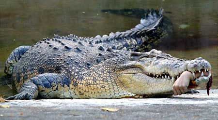 Anaconda Eating Crocodile