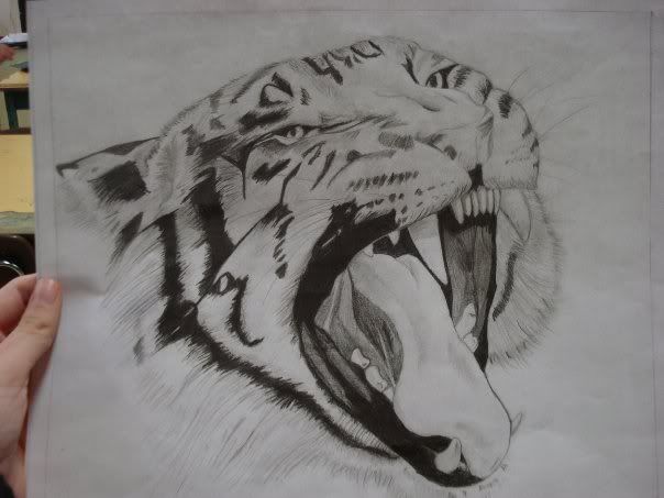tiger455.jpg