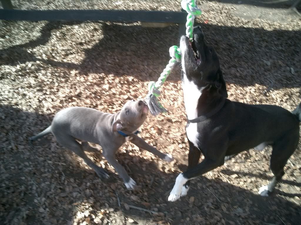 spring rope for pitbulls