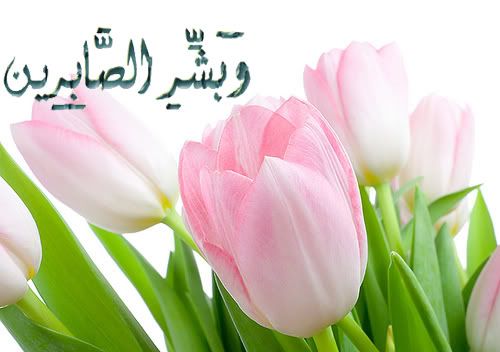 tulip Pictures, Images and Photos