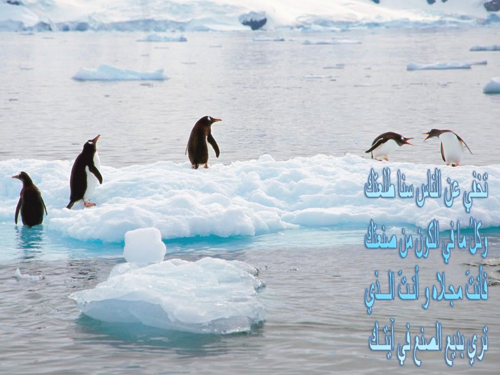 penguins Pictures, Images and Photos