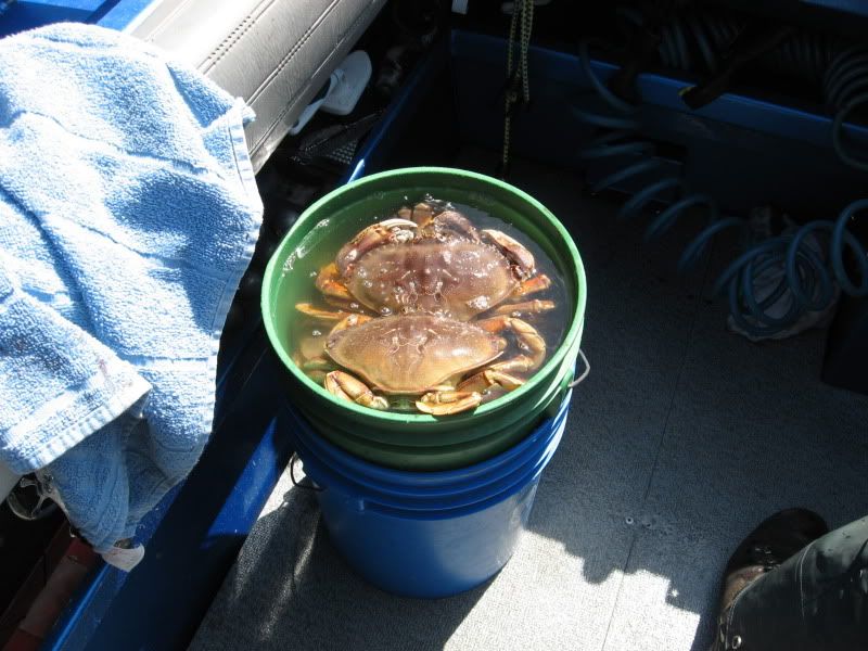 http://i450.photobucket.com/albums/qq225/iPix/2010/Crab2.jpg