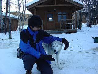 聪明的西伯利亚雪橇狗