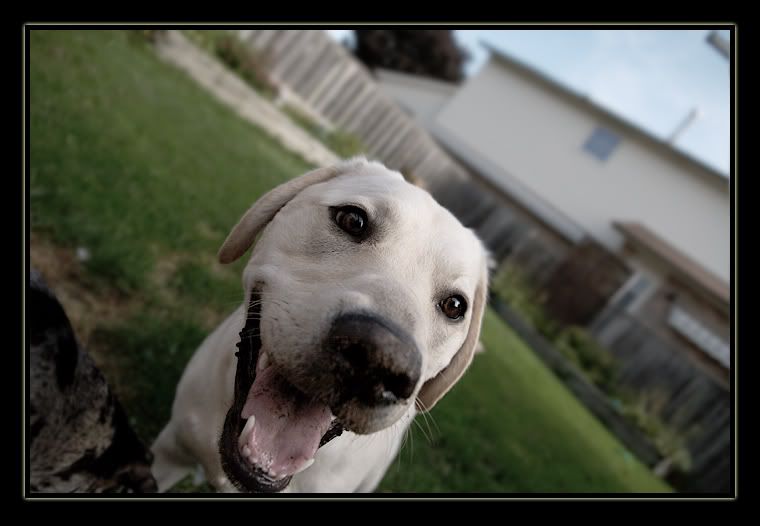 IMAGE: http://i450.photobucket.com/albums/qq226/westpeak/Dakota-Dirtnose.jpg