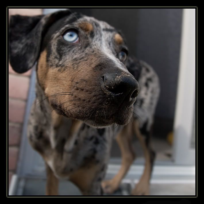 IMAGE: http://i450.photobucket.com/albums/qq226/westpeak/Karma-Dirtynose.jpg