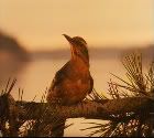 twinpeaksbird-1.jpg