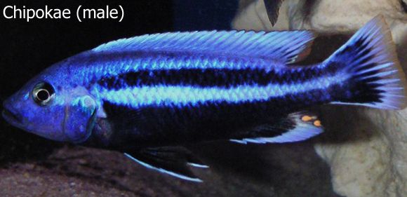 Melanochromis-chipokae-Male_zps1ea2dc69.jpg