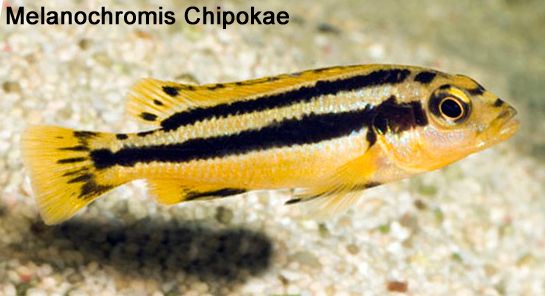 Melanochromis-chipokaejuvenile_zps2bf746e0.jpg