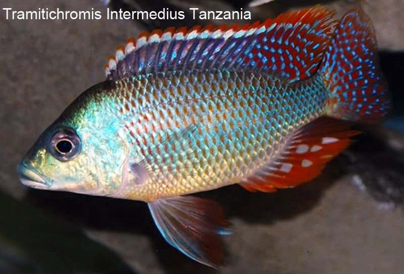 intermedius cichlid