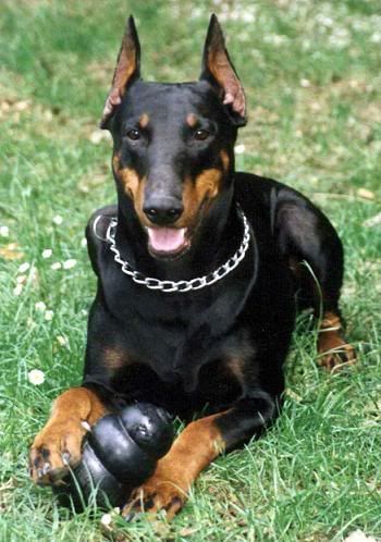 Doberman Pictures, Images and Photos