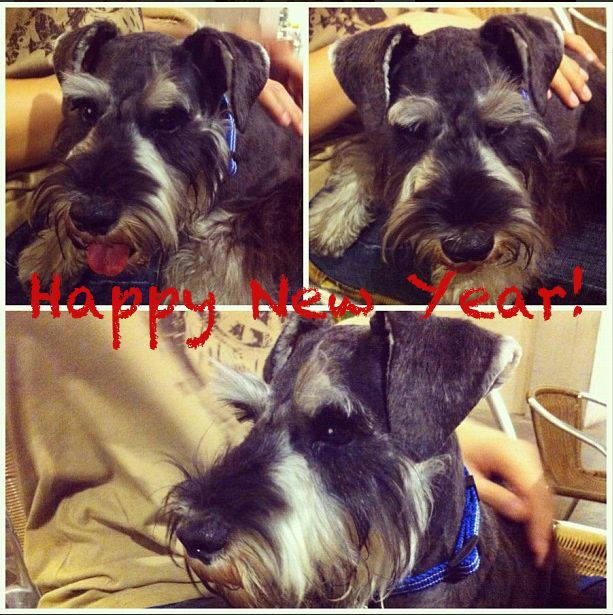 mini-schnauzer-new-year-greeting