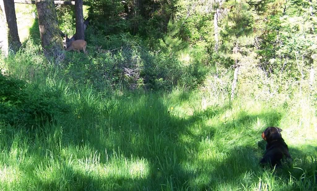 Fawn Rottweiler