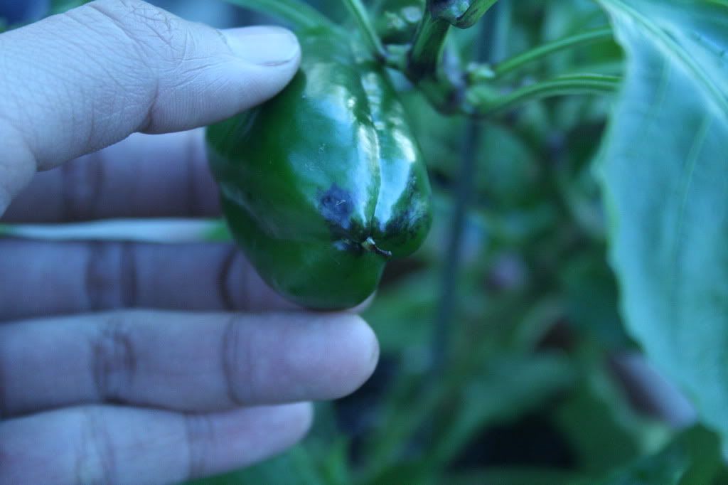 What Pepper Plant Disease is this?