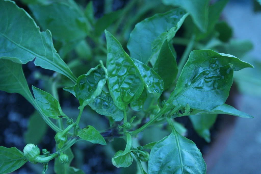 Pepper+Plant+Diseases+Photos cannot figure out which disease my plant might be suffering from ...