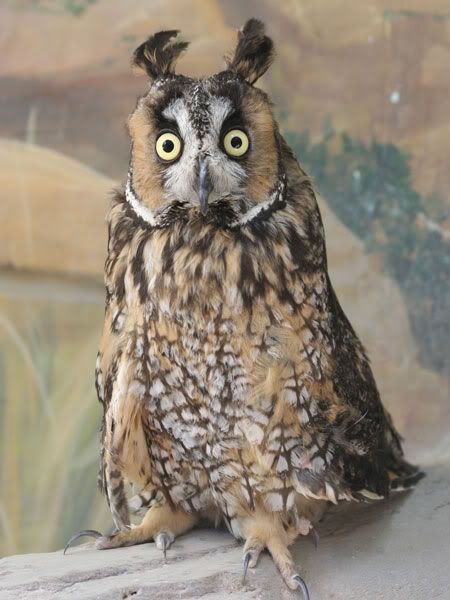 LongEaredOwl_17.jpg