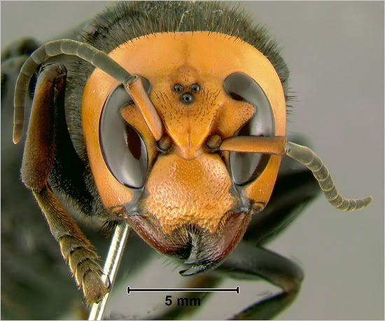 hornet1.jpg