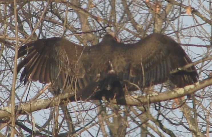 IMAGE: http://i450.photobucket.com/albums/qq230/joestacey06/11-10-091.jpg