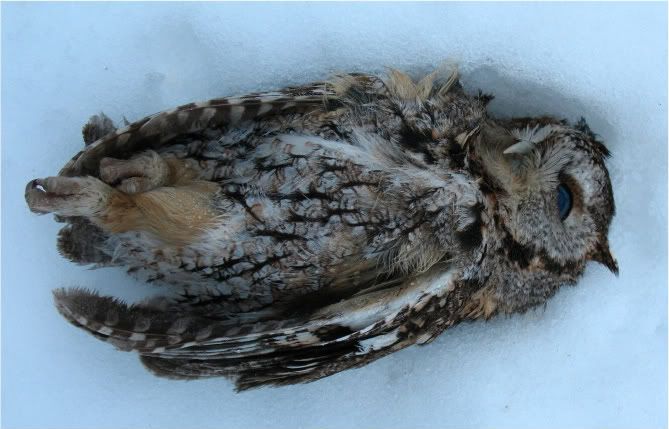 IMAGE: http://i450.photobucket.com/albums/qq230/joestacey06/IMG_1043.jpg